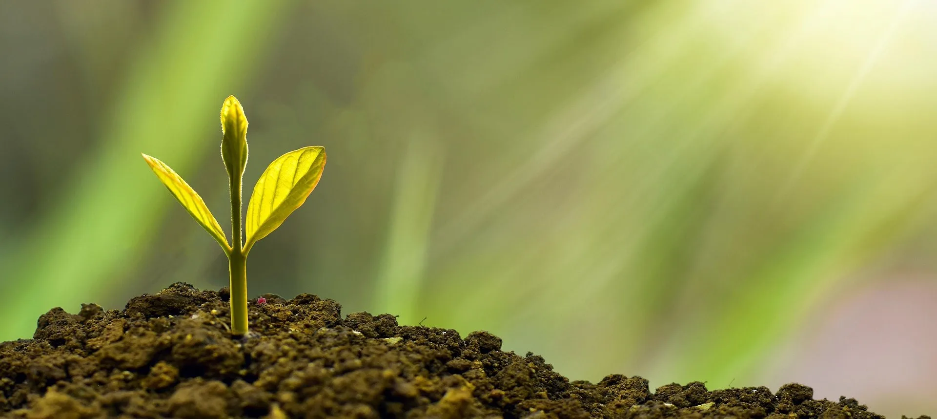 Growing plant